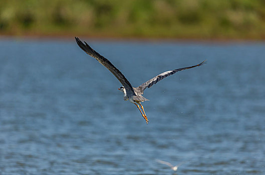 孤独的苍鹭在河流三角洲地带盘旋觅食