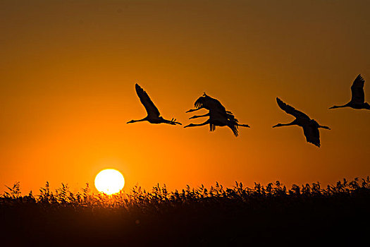 夕阳之上的丹顶鹤