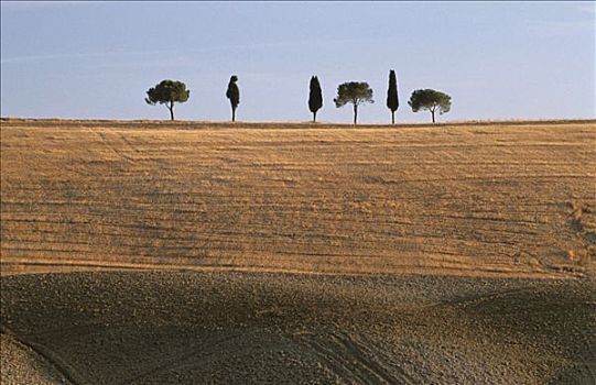 孤单,树,托斯卡纳,夜光,意大利