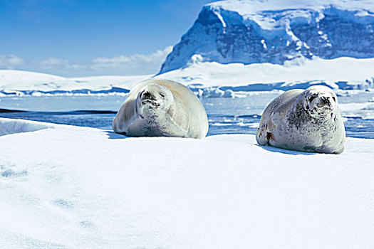 南极海豹