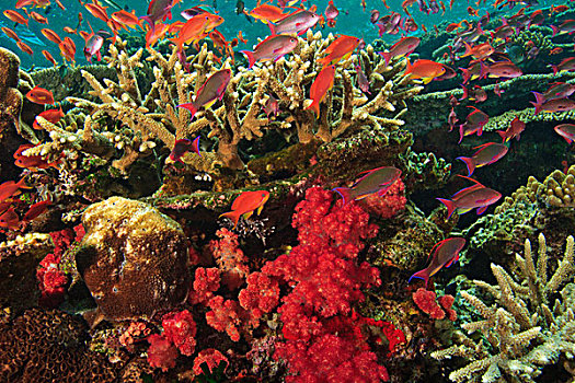 鱼群,金拟花鲈,靠近,软珊瑚,活力,彩色,健康,珊瑚礁,水,维提岛,斐济,南太平洋