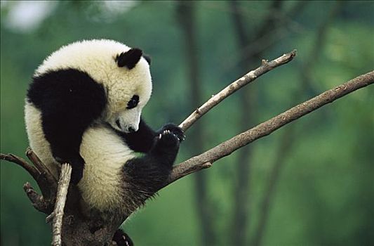 大熊猫,幼兽,休息,枝条,成都,熊猫,饲养,研究中心,四川,中国