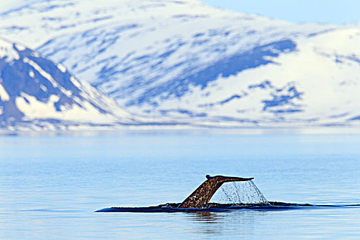 独角鲸,一角鲸,齿鲸,尾部,鲸尾叶突,巴芬湾,背景,加拿大