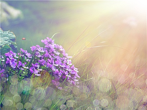 紫花,阳光
