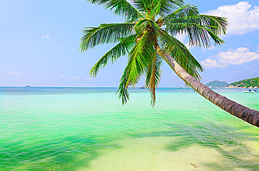 海洋,椰树