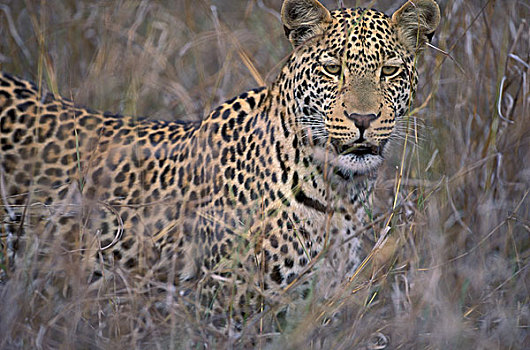 非洲,南非,自然保护区,豹