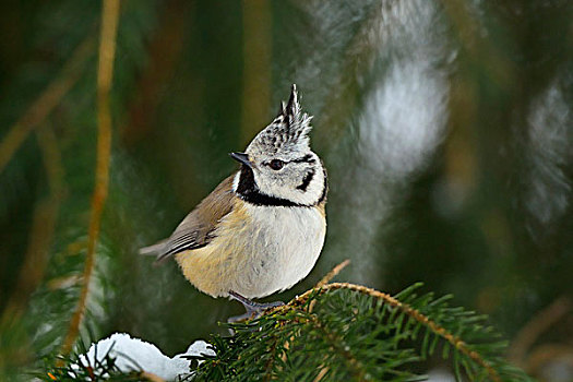 凤头山雀,冬天,巴伐利亚森林国家公园,巴伐利亚,德国