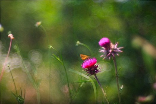 蝴蝶,飞廉属,花