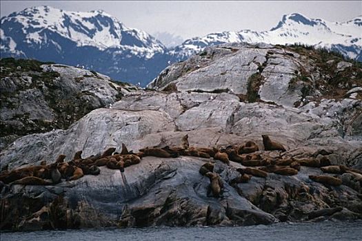 海狮,南,大理石,岛屿,冰河湾国家公园,夏天,东南阿拉斯加