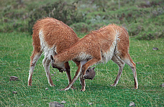 原驼,幼小,打闹,托雷德裴恩国家公园,智利
