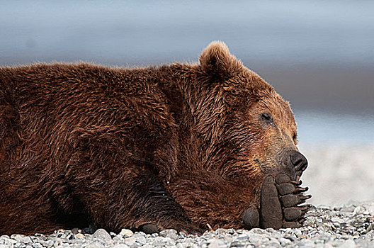 特写,科迪亚克熊,棕熊,海岸,阿拉斯加,美国