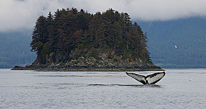 驼背鲸,大翅鲸属,鲸鱼,靠近,朱诺,阿拉斯加