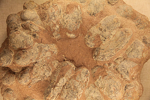 新疆哈密,恐蛋化石