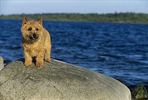 诺里奇,梗犬,狗,岩石上,海滩