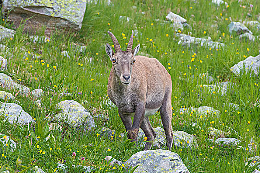 阿尔卑斯野山羊,雌性,草地,勃朗峰,法国,欧洲