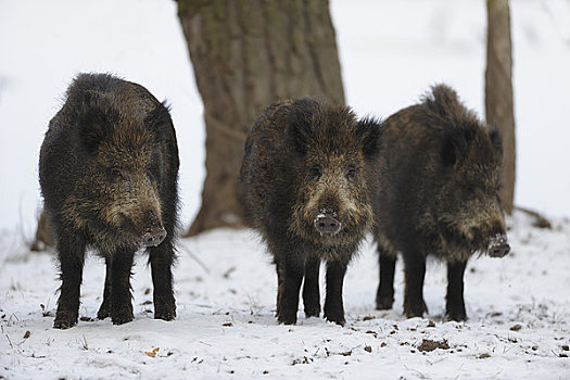 三个,野猪,冬天