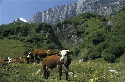 法国,上萨瓦省,山谷,母牛,山地牧场