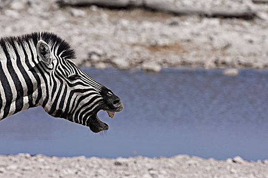 埃托沙国家公园,纳米比亚,非洲,平原斑马