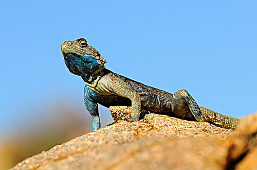 雄性,格格普自然保护区,纳马夸兰,南非,非洲