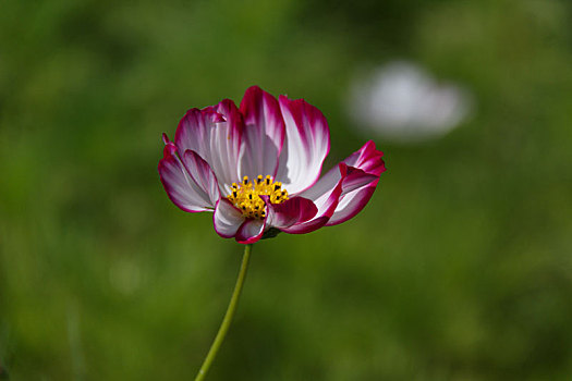 高原格桑花