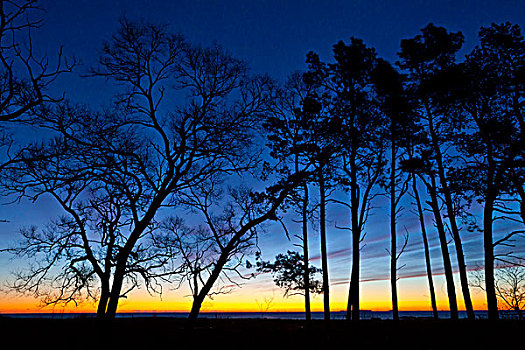 树,剪影,晨空,州立公园,新罕布什尔