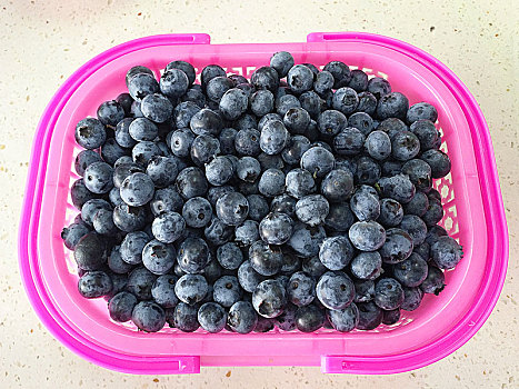 蓝莓,蓝莓果,采摘