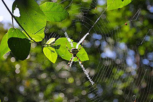 蜘蛛,蜘蛛网,雨林,孟加拉,十一月,2008年