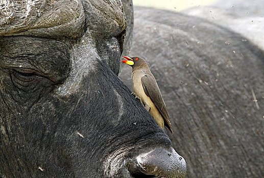 红嘴牛椋鸟,坐,南非水牛,非洲水牛,肯尼亚