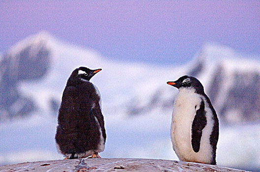 巴布亚企鹅,幼禽,黎明,西部,南极半岛,南极,南大洋