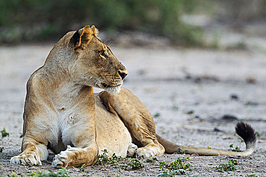 狮子,休息,女性,乔贝国家公园,博茨瓦纳,非洲