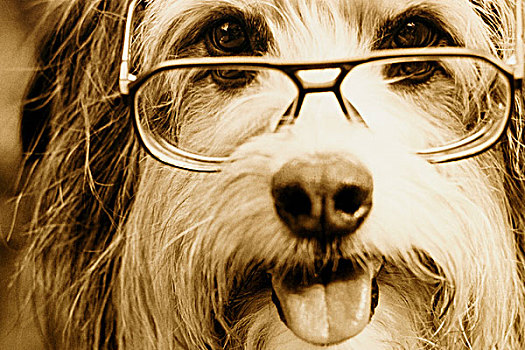 头像,狗,戴着,眼镜
