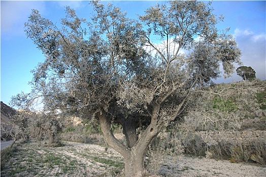 尘土,橄榄树