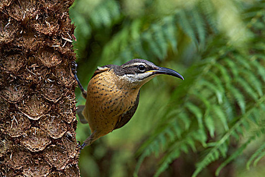 雌性,国家公园,昆士兰,澳大利亚
