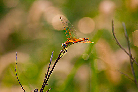 蜻蜓,昆虫,翅膀,安静,池塘
