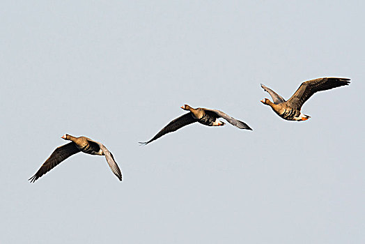 鹅,白额雁,飞,自然保护区,下萨克森,德国,欧洲