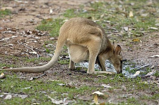 敏捷,小袋鼠,大袋鼠属,卡卡杜国家公园,领土,澳大利亚
