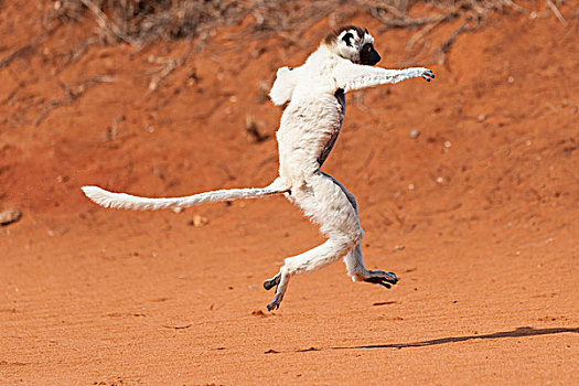 跳舞,维氏冕狐猴,白色,马达加斯加狐猴,马达加斯加,非洲
