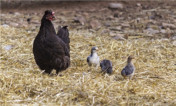 母鸡,幼禽,农场