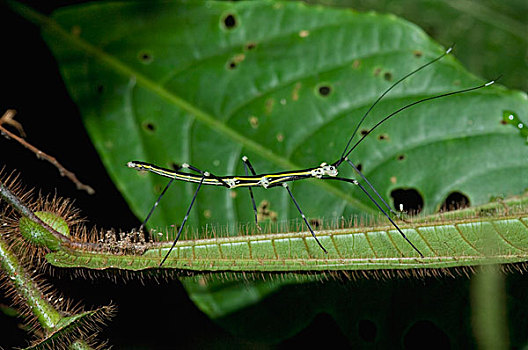 竹节虫,叶子,亚马逊河,厄瓜多尔