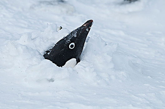 阿德利企鹅,出现,雪,风暴,南极