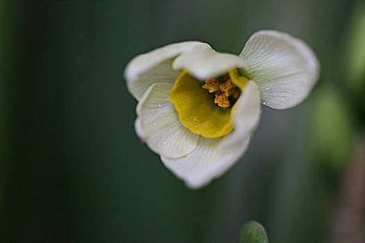 水仙花