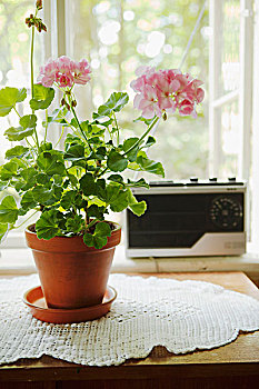 盆栽,粉色,天竺葵,编织,装饰垫布,正面,窗户