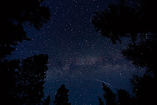 星星,上方,树林,西部,蒙大拿