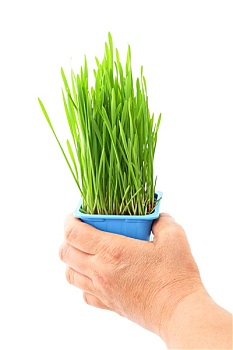 手,拿着,芽草,花盆