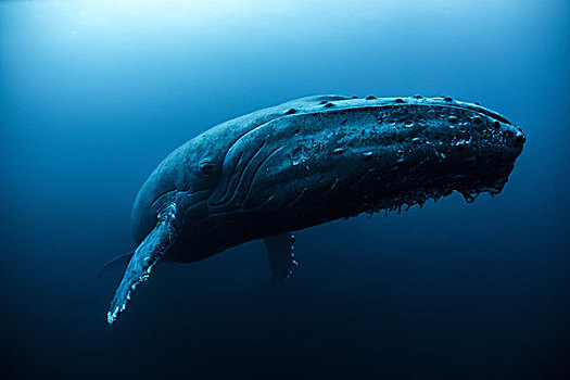 驼背鲸,大翅鲸属,鲸鱼,游动,深,墨西哥