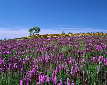 山,花