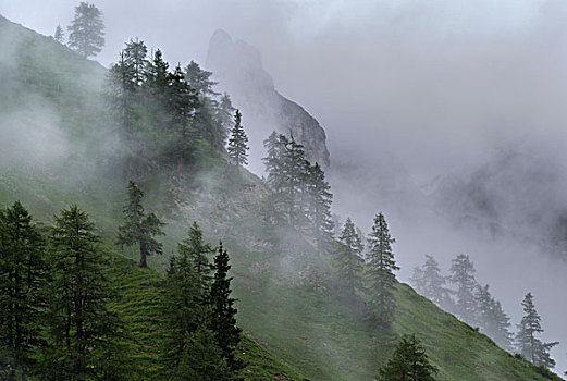 山林,落叶松,雾,靠近,岩石表面,山,枫树,树林,高山,乡村,英国,魅力,奥地利,提洛尔,大幅,尺寸