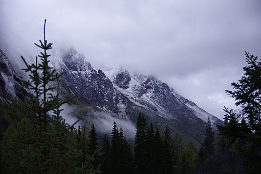 雪山,针叶林