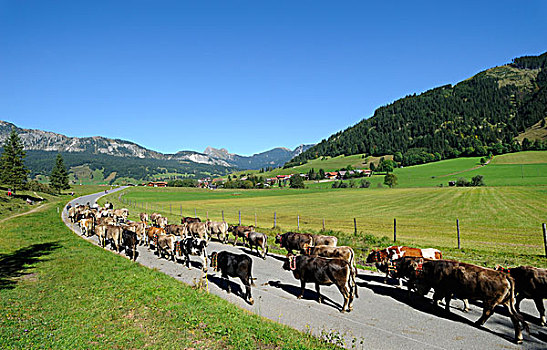 赶牛,哪里,牛,背影,高山,草场,山谷,提洛尔,奥地利,欧洲