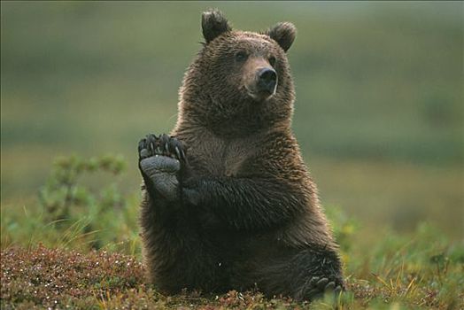 大灰熊,靠近,德纳里峰,公园,室内,阿拉斯加,夏天,肖像